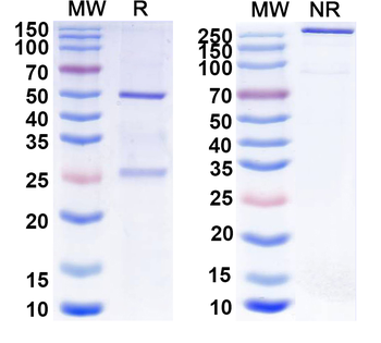 IL6 Monoclonal Mouse Monoclonal Antibody