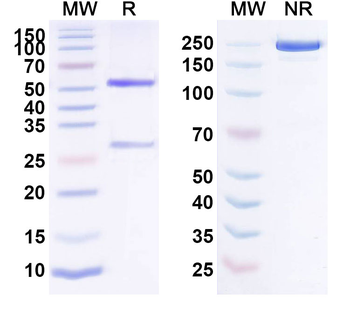 IL6 Monoclonal Mouse Monoclonal Antibody