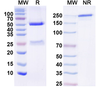 IL6 Monoclonal Mouse Monoclonal Antibody