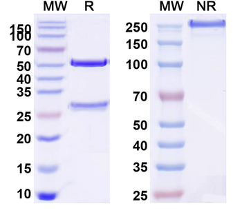 PTH Monoclonal Mouse Monoclonal Antibody