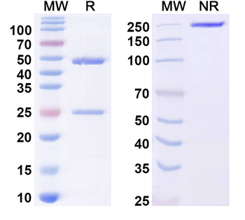 WFDC2/WAP5 Monoclonal Mouse Monoclonal Antibody