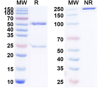 WFDC2/WAP5 Monoclonal Mouse Monoclonal Antibody