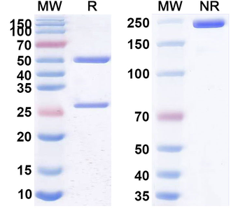 WFDC2/WAP5 Monoclonal Mouse Monoclonal Antibody