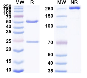 Agrobacterium sp. aroA/EPSPS Monoclonal Mouse Monoclonal Antibody