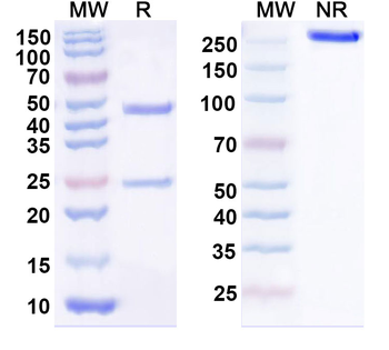 Agrobacterium sp. aroA/EPSPS Monoclonal Mouse Monoclonal Antibody