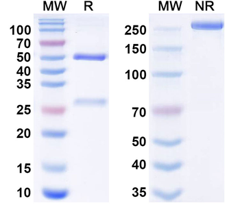 Agrobacterium sp. aroA/EPSPS Monoclonal Mouse Monoclonal Antibody