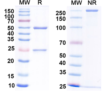 Agrobacterium sp. aroA/EPSPS Monoclonal Mouse Monoclonal Antibody