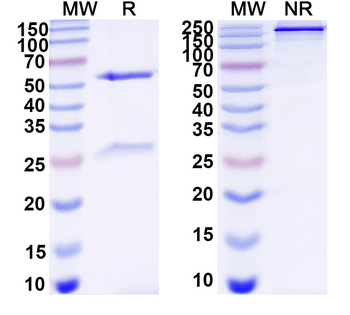 Neisseria gonorrhoeae cppB Monoclonal Mouse Monoclonal Antibody