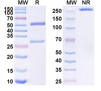 POSTN/OSF-2 Monoclonal Mouse Monoclonal Antibody