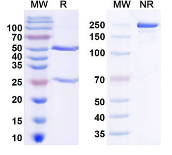 HMGB1 Monoclonal Mouse Monoclonal Antibody