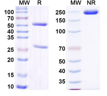Nile tilapia NCCRP1 Monoclonal Mouse Monoclonal Antibody