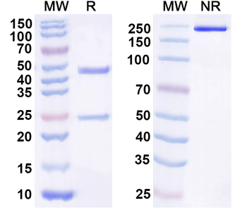 B2M Monoclonal Mouse Monoclonal Antibody