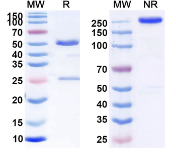 CD274/PD-L1/B7-H1 Monoclonal Mouse Monoclonal Antibody