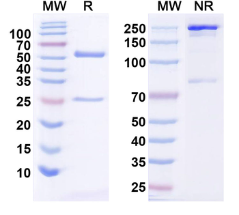 CD274/PD-L1/B7-H1 Monoclonal Mouse Monoclonal Antibody