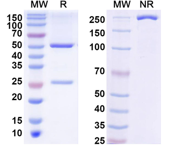 Detyrosinated alpha tubulin Mouse Monoclonal Antibody