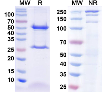 Detyrosinated alpha tubulin Mouse Monoclonal Antibody