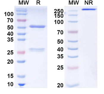 ASFV B169L Mouse Monoclonal Antibody