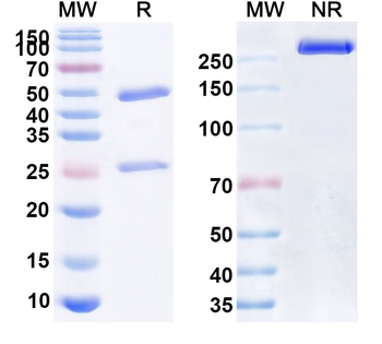 ASFV B169L Mouse Monoclonal Antibody