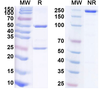 ASFV I267L Mouse Monoclonal Antibody