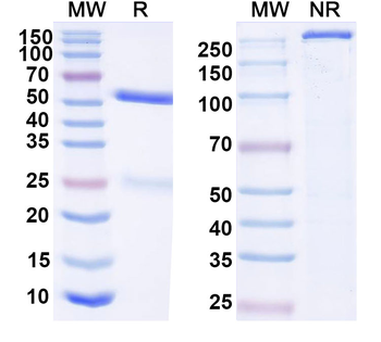 ASFV I267L Mouse Monoclonal Antibody