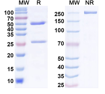 ASFV 9GL/pB119L/P14 Mouse Monoclonal Antibody