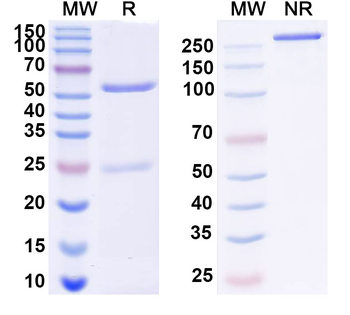 ASFV F778R Mouse Monoclonal Antibody