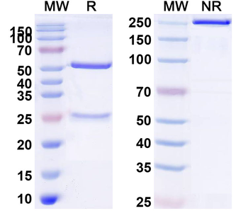ASFV I10L Mouse Monoclonal Antibody
