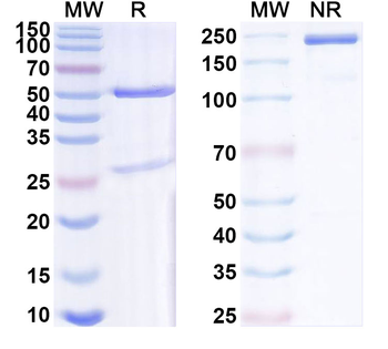 CSFV NS5B Mouse Monoclonal Antibody