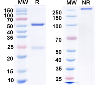 ASFV F317L Mouse Monoclonal Antibody