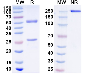 ASFV E184R Mouse Monoclonal Antibody