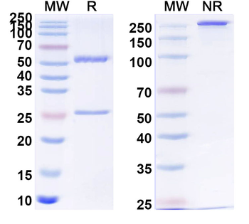 ASFV Npro Mouse Monoclonal Antibody