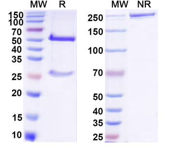 MPXV A29L Mouse Monoclonal Antibody