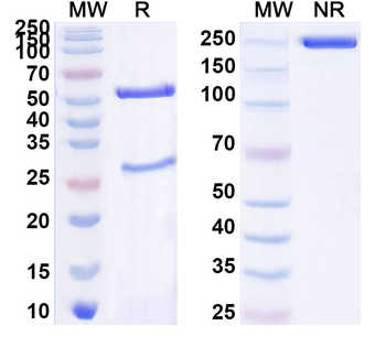 HHV2/HSV2 gD/US6 Mouse Monoclonal Antibody