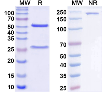 ACE2 Monoclonal Mouse Monoclonal Antibody