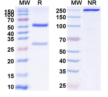 GAPDH Monoclonal Mouse Monoclonal Antibody