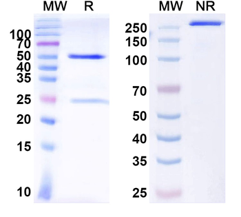 IgA Monoclonal Mouse Monoclonal Antibody