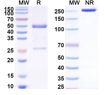 IgA Monoclonal Mouse Monoclonal Antibody