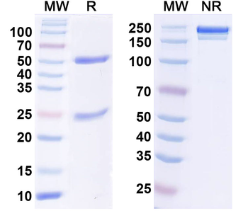 IgA Monoclonal Mouse Monoclonal Antibody