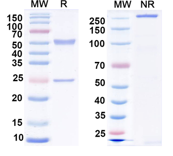 IgM Monoclonal Mouse Monoclonal Antibody