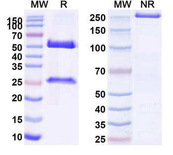 IgG Fc Fragment Mouse Monoclonal Antibody