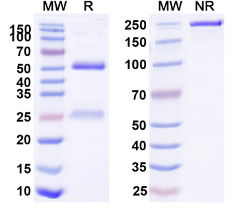 Gaussia Luciferase Mouse Recombinant Antibody