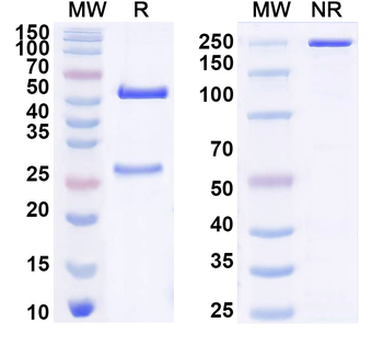 JUNV Glycoprotein GP1 Mouse Monoclonal Antibody