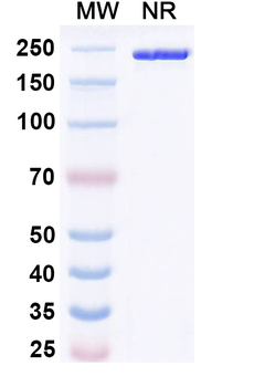 CD124/IL4RA Mouse Monoclonal Antibody