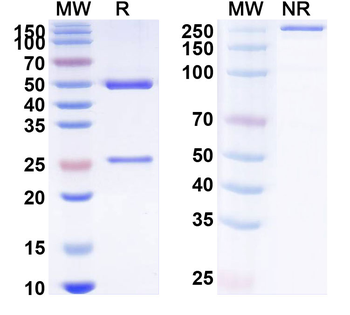 CD93/C1qR Mouse Monoclonal Antibody