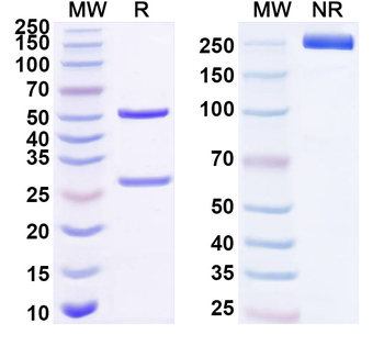 Sulfonylurea Human Monoclonal Antibody