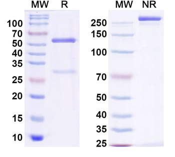 MERS-CoV S1 N-terminal domain/S1-NTD Human Monoclonal Antibody