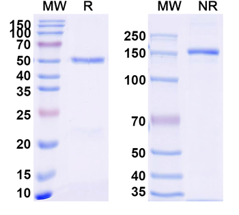 Nivolumab Rabbit Monoclonal Antibody