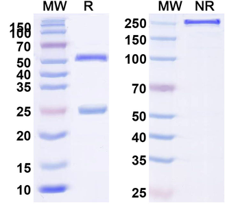 TCR αβ/alpha-beta TCR Rat Monoclonal Antibody