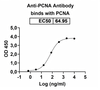 PCNA Human Monoclonal Antibody