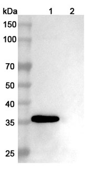 PCNA Human Monoclonal Antibody